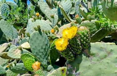 Trulli del Panorama - Foto 23