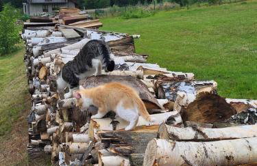 Apartament Różane Wzgórze - Foto 60