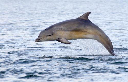 Dolphin View Hillockhead - Foto 47