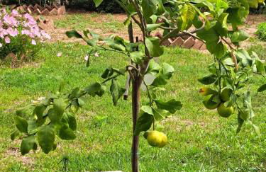 Elegance apartment - Foto 20