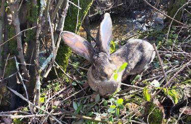Au chant des oiseaux - rouge gorge - Foto 38