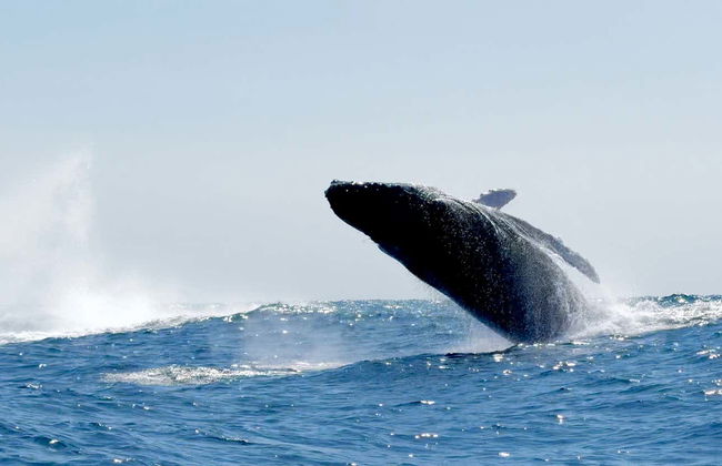 Crociera nella baia di Puerto Escondido all'alba - Foto 1