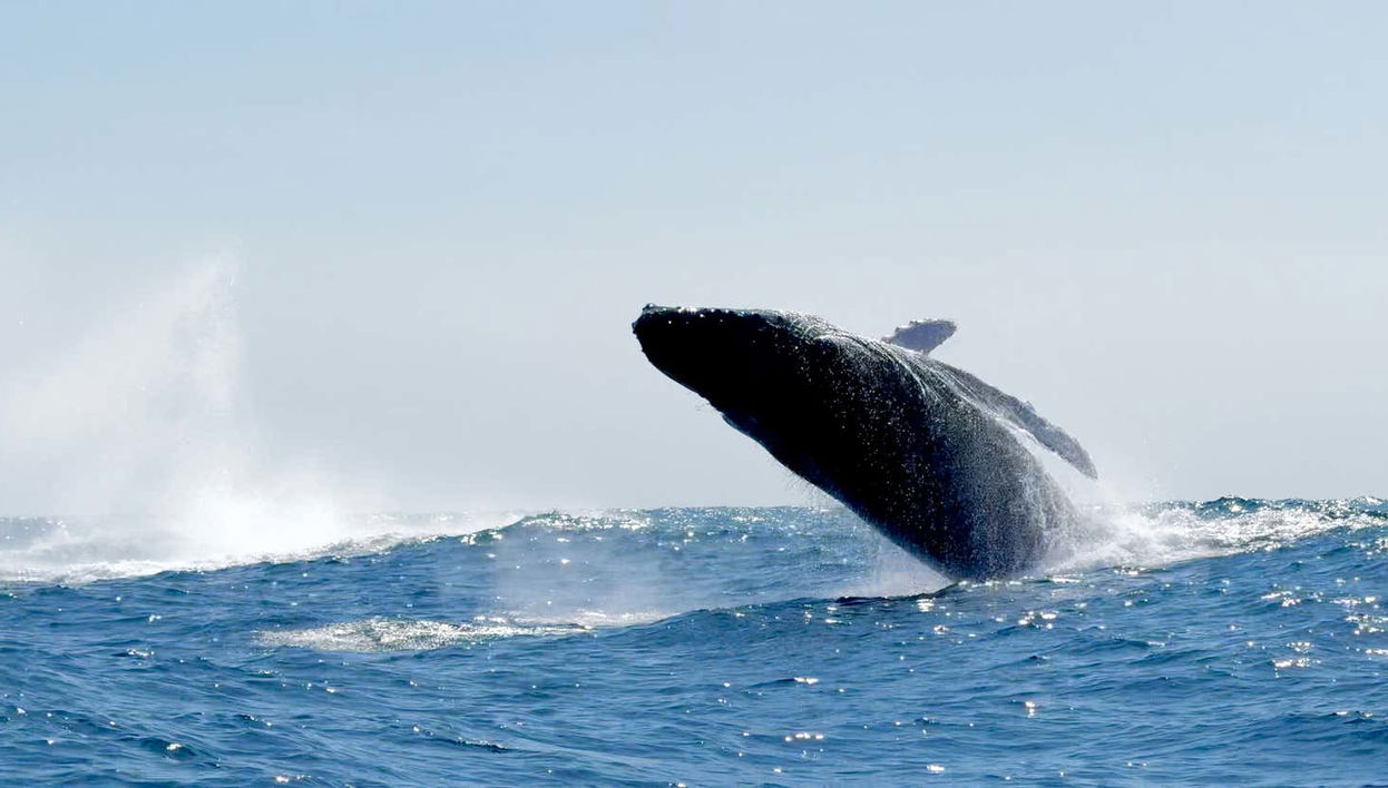 20 toneladas brincando