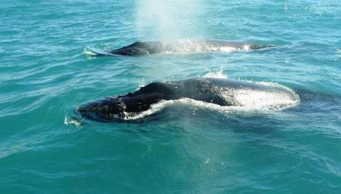 Sol e Praia - Photo 4