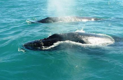 Sol e Praia - Photo 4