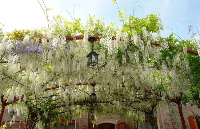 Lama di Valle Rosa - Foto 79