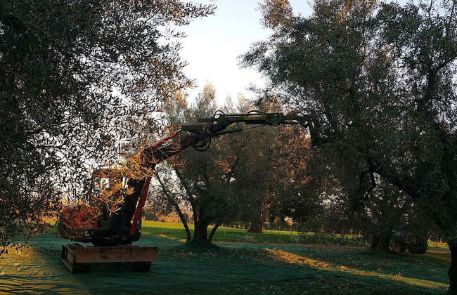 Traldi Resort - Foto 45