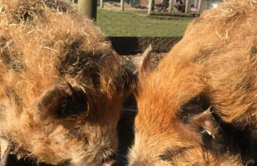 Willow Court Farm Studio South & Petting Farm, 8 mins from Legoland & Windsor, 15 mins from Lapland UK - Foto 80