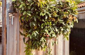 Cocon entre presqu'île du Cap Ferret et plages océanes - terrasse - 1 vélo gratuit - Foto 60