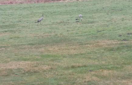 Agroturystyka PLENER - Foto 45