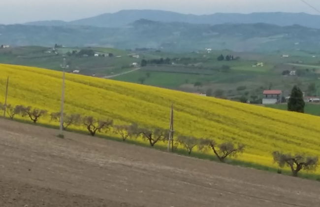 Oca Giuliva - Foto 41