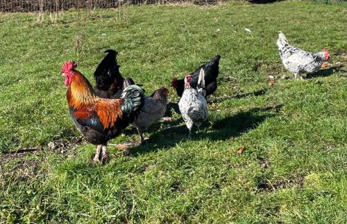 Stag Cottage - Foto 15