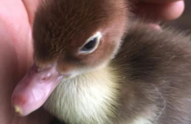 Come una volta farm - Foto 47