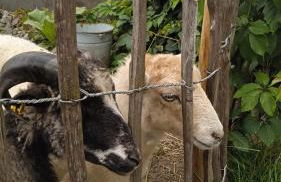 Ferienhaus mit Minibauernhof - Photo 27