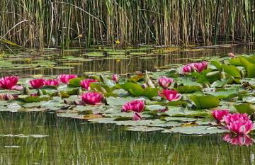 Lake House Relax&Spa Linowo - Foto 20