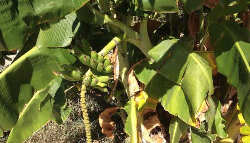 Τhe banana tree beach house - Foto 4