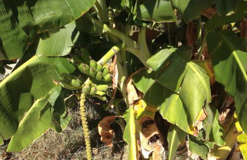 Τhe banana tree beach house - Foto 4