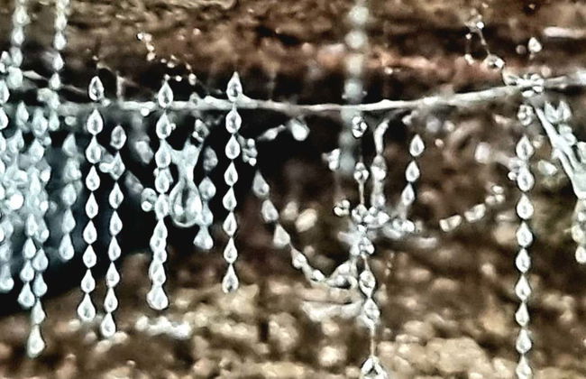 Tour serale delle Glow Worm Caves - Foto 1