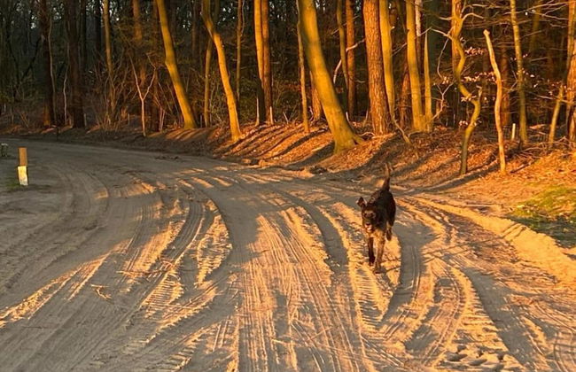 Modern Chalet With Nice Sliding Doors Near Lochem - Foto 26