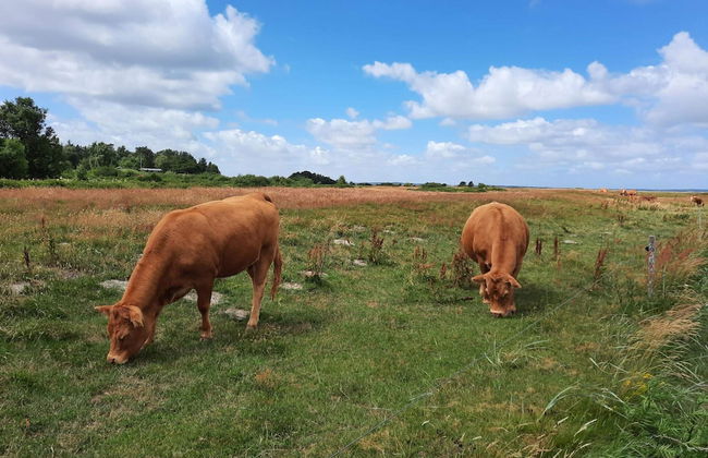 6 Person Holiday Home in Hojslev-by Traum - Foto 5