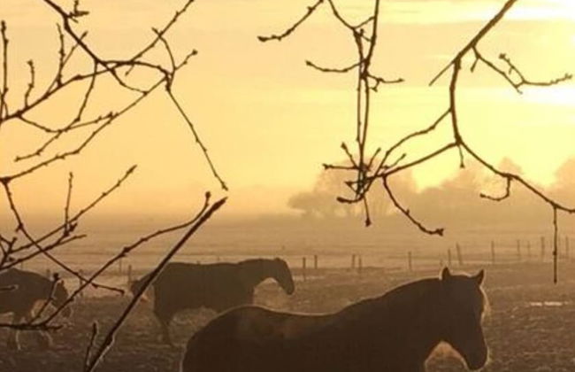 Holiday Home Zen aan zee - Foto 12