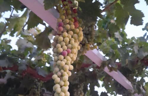 Vegas de la Alcarria - Foto 19