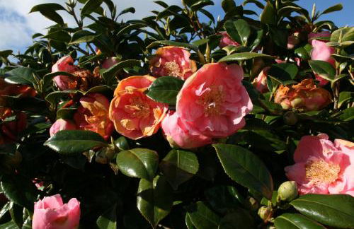 Trewebster - Photo 46