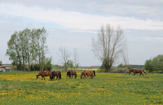 Lavish Apartment in Insel Poel With Sauna - Photo 27