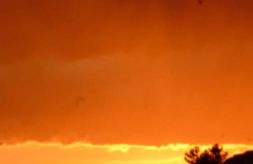 il geranio - Foto 44