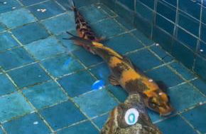 Casa Vilas Boas Macacos - Foto 35