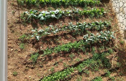 father's house in kissamos - Foto 23