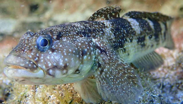 Snorkel en la playa Porto dos Frades