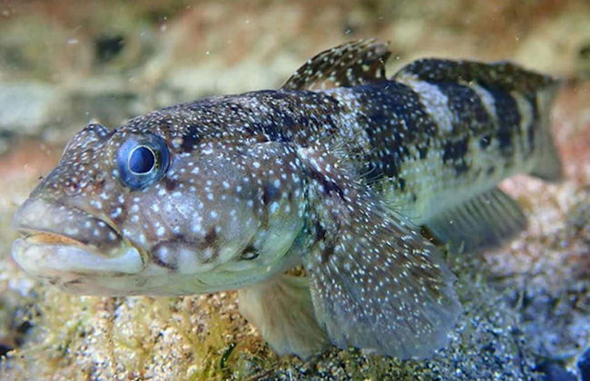 Porto dos Frades Night Snorkelling - Foto 4