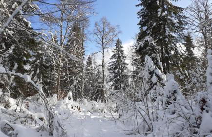 Le Bois gentil - Foto 18