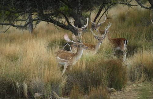 Ericeira Vibes - Foto 53