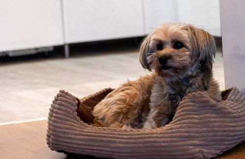 FeWo Harzer Wiesenberg, bis zu 2 Hunde willkommen! - Foto 21