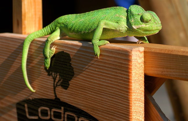 Delle Rose Camping Village - Foto 48