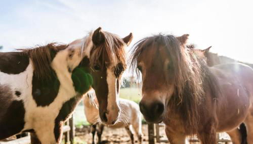 Moierhof - Der Ferienbauernhof am Chiemsee - Photo 4