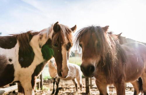 Moierhof - Der Ferienbauernhof am Chiemsee - Photo 4