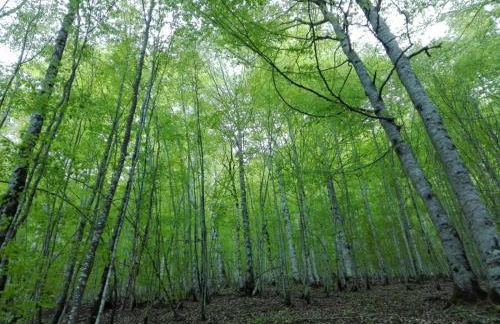 Apartamentos Rurales Balisa - Foto 17