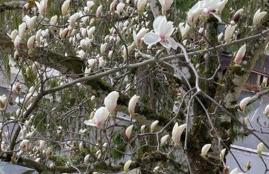 Ferienwohnung Christiane - Steilhofweg / Feuerwehrheimstrasse - Foto 47