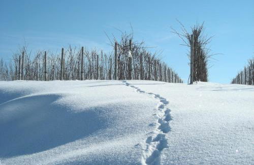 Bricco Rosso - Foto 76