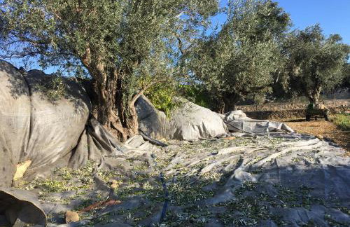 Spacious n comfortable Aloe Vera farm house - Photo 14