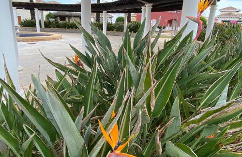 Apartment Sol Dorado - Mar Menor Golf Resort - Foto 11