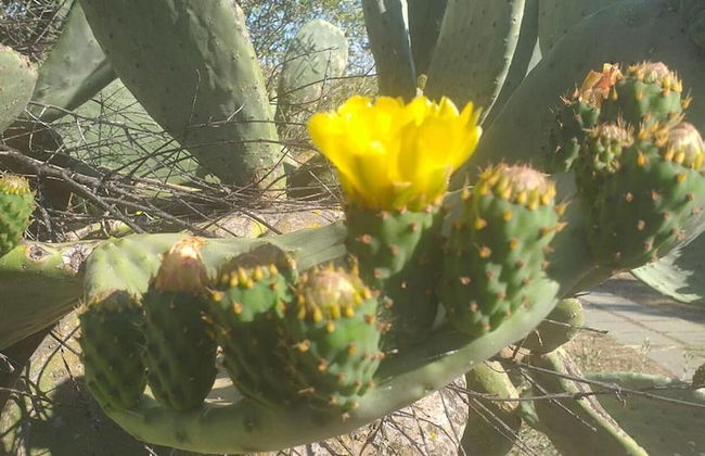 Villa Lunetta 300 Meters From the Beach - Foto 38