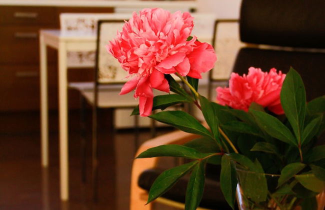 Pelikan Resort - Photo 9