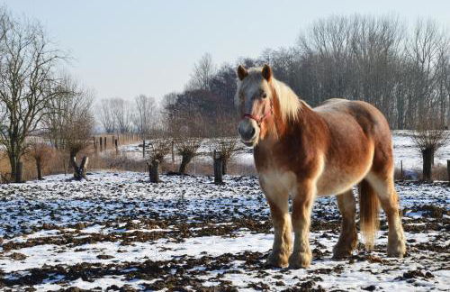 Museumshof Puddemin - Foto 19