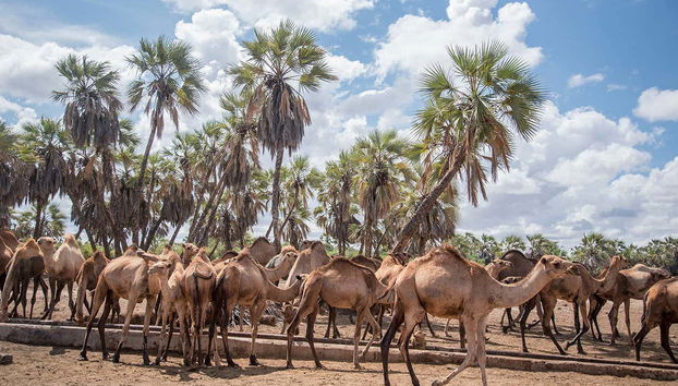 Camellos en el Osasis de Kalacha