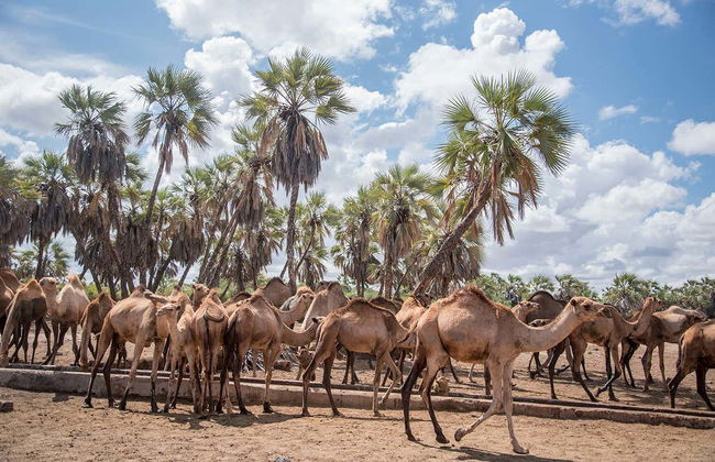 Tour privado de 9 días por el norte de Kenia - Foto 4
