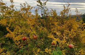 Agriturismo Montepugliano - Foto 50